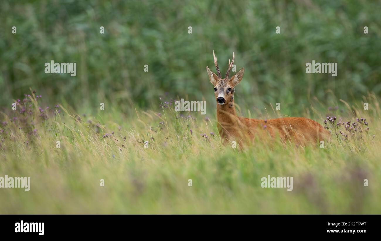 Rehe mit Krankheit suchen auf Weide mit Kopierraum Stockfoto