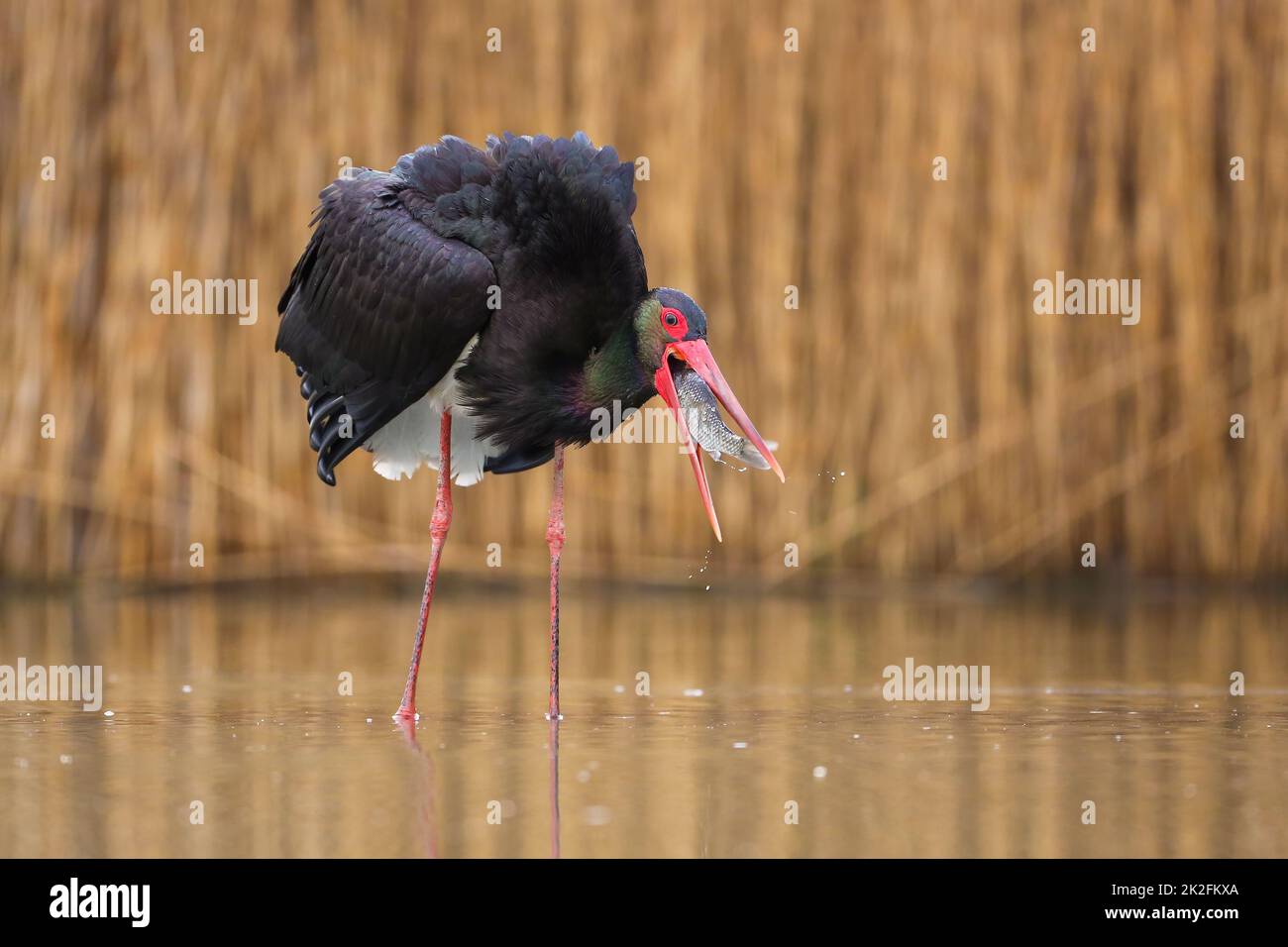 Schwarzstorchfischen im Feuchtgebiet in der Natur des Frühlings Stockfoto