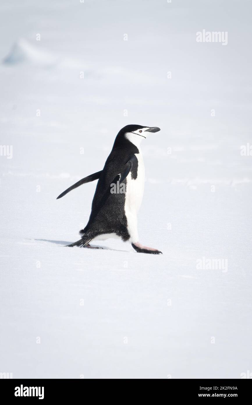 Der Pinguin mit Kinnriemen marschiert mit der rechten Seite über den Schnee Stockfoto
