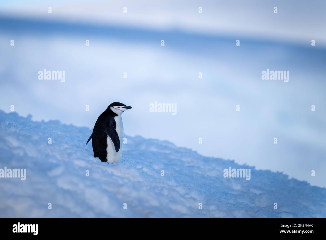 Kinnriemen Pinguin steht auf blauem Schneebank Stockfoto