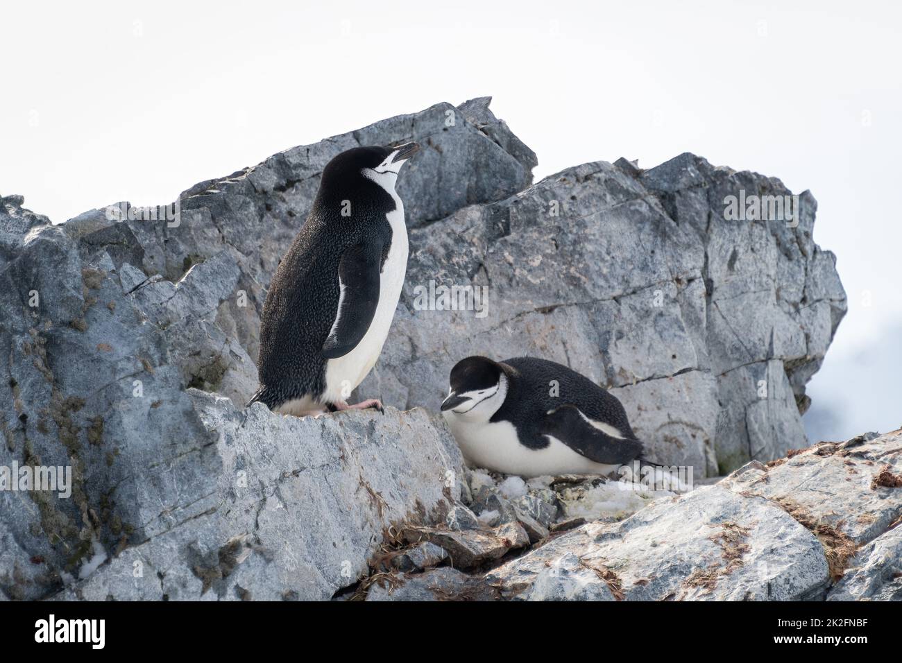 Kinnriemen Pinguine stehen und liegen auf Felsen Stockfoto