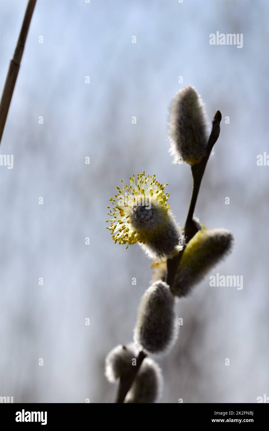 Blühende Weide salix salicaceae vor verschwommenem Hintergrund Stockfoto