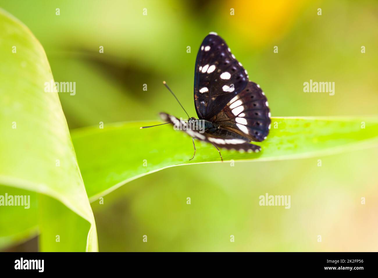 Weißer Admiralschmetterling (limenitis arthemis) auf grünem Blatt Stockfoto