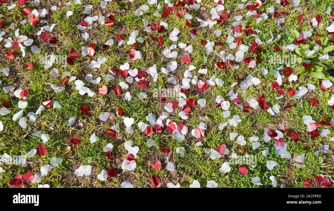Konfetti gingen nach der Party. Rote und weiße Papierherzen auf grünem Gras. Stockfoto