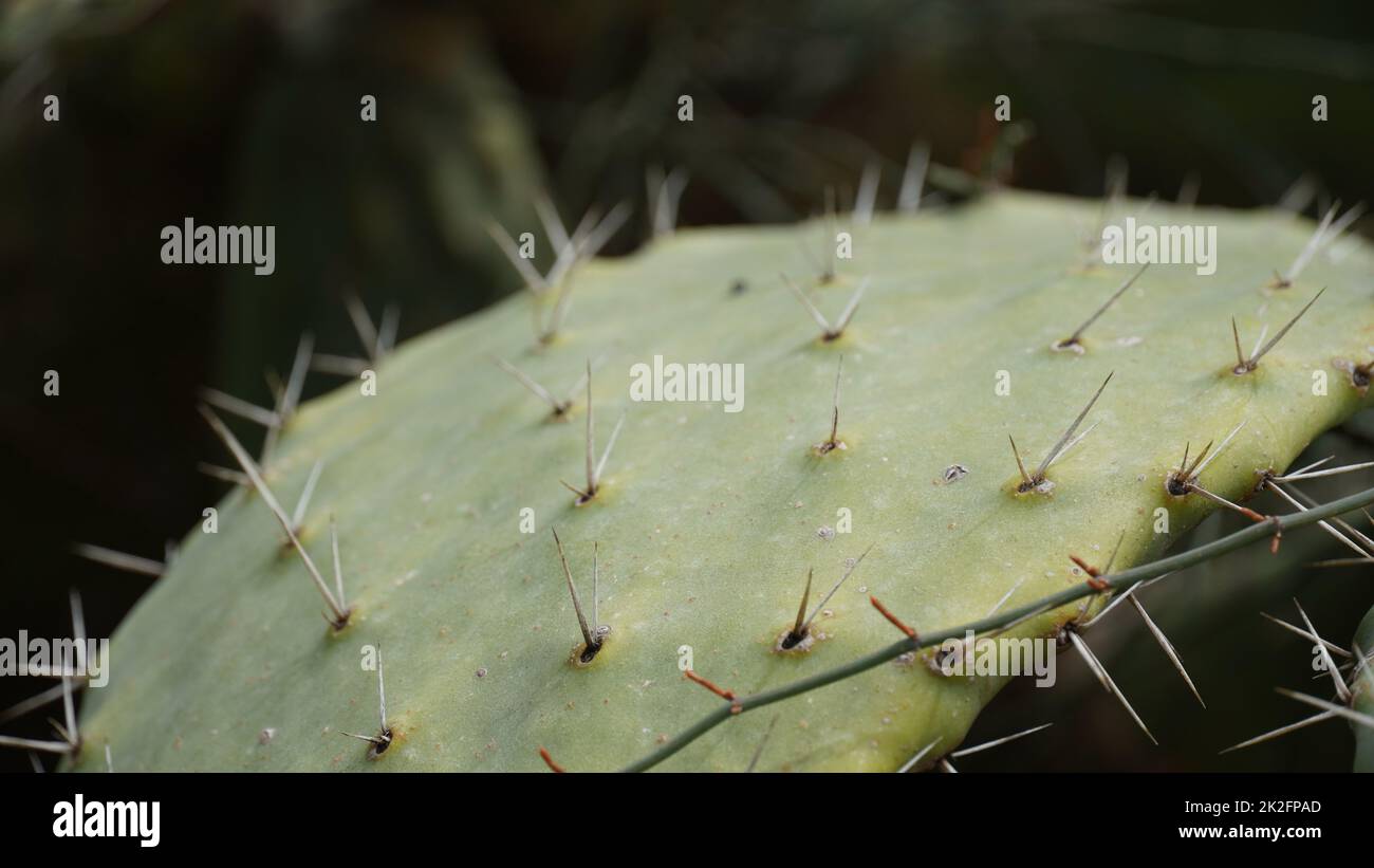 Sabra Kaktuspflanze, Israel. Opuntia Kaktus mit großen flachen Pads und roten dornigen essbaren Früchten. Stachelige Birnen Früchte Stockfoto