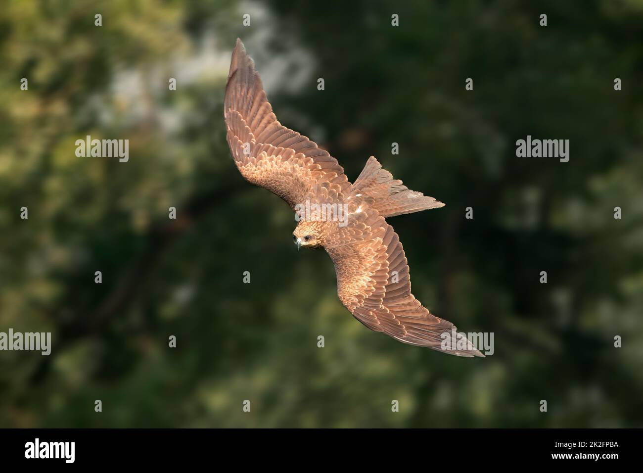 Schwarzer Drachen im Flug - Indien Stockfoto