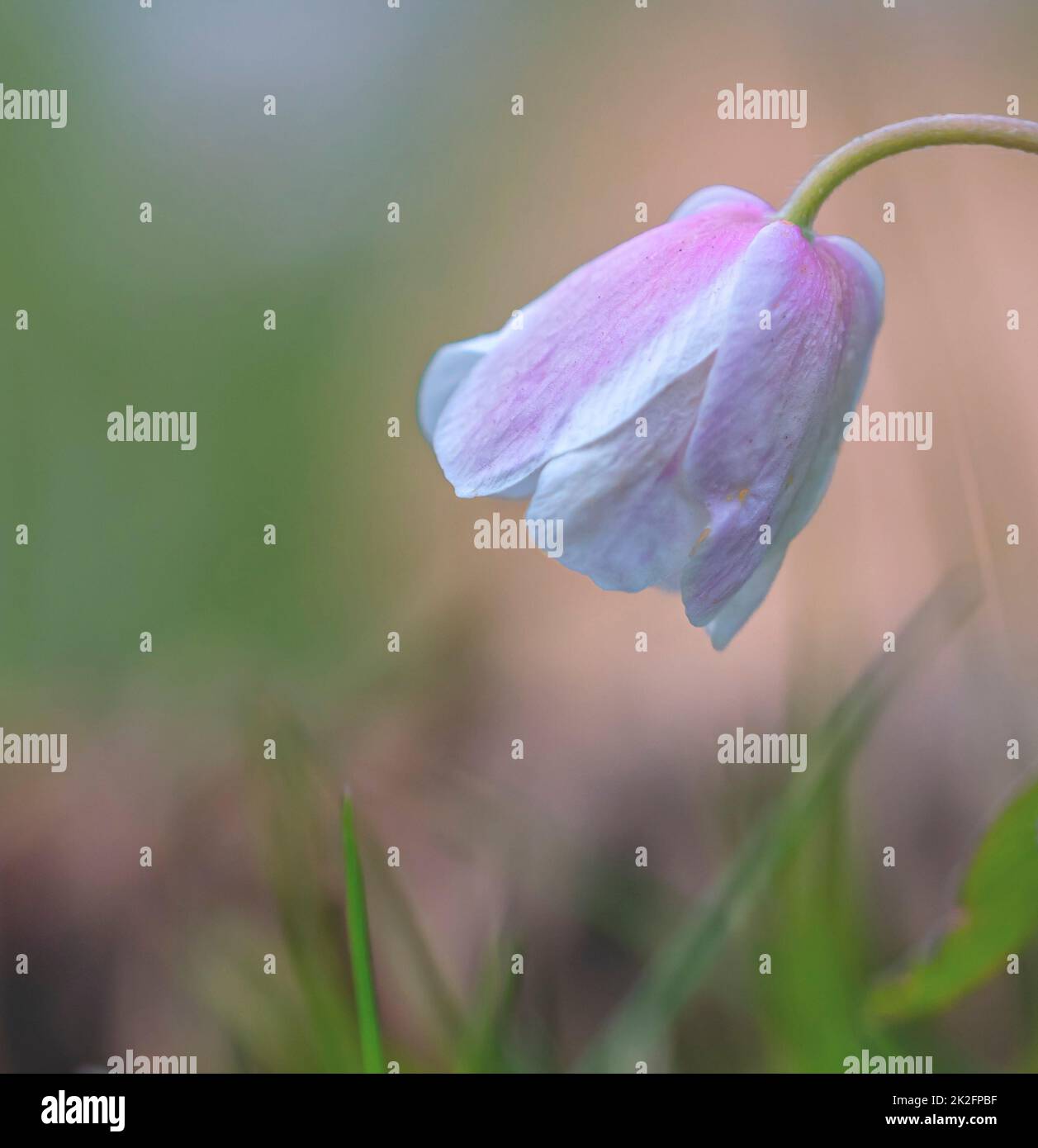 Kleine weiße Anemonblume und schönes Bokeh Stockfoto