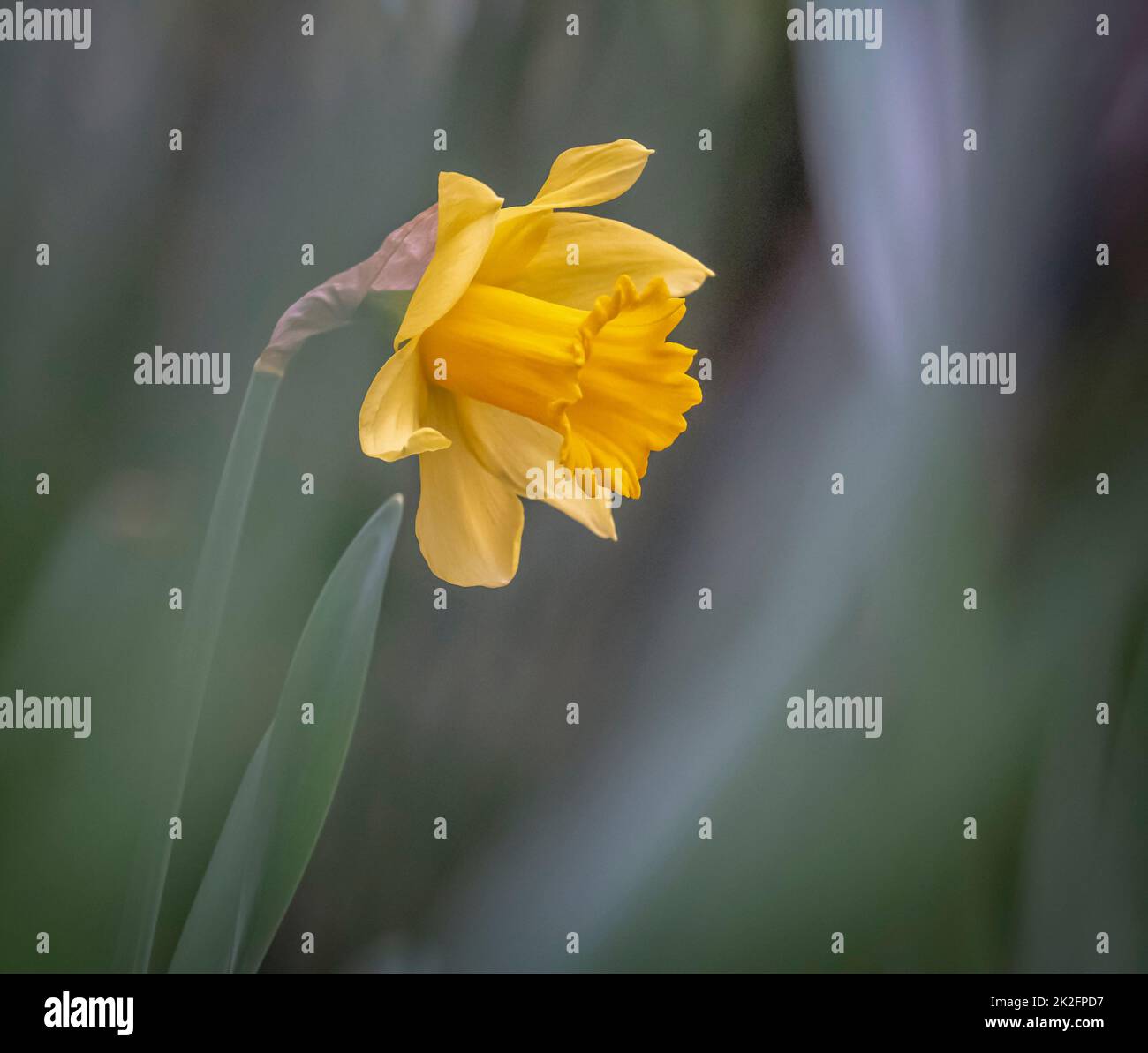 Narcissus, Narzissen oder Jonquil Frühlingsblumen mit nivé Bokeh Stockfoto