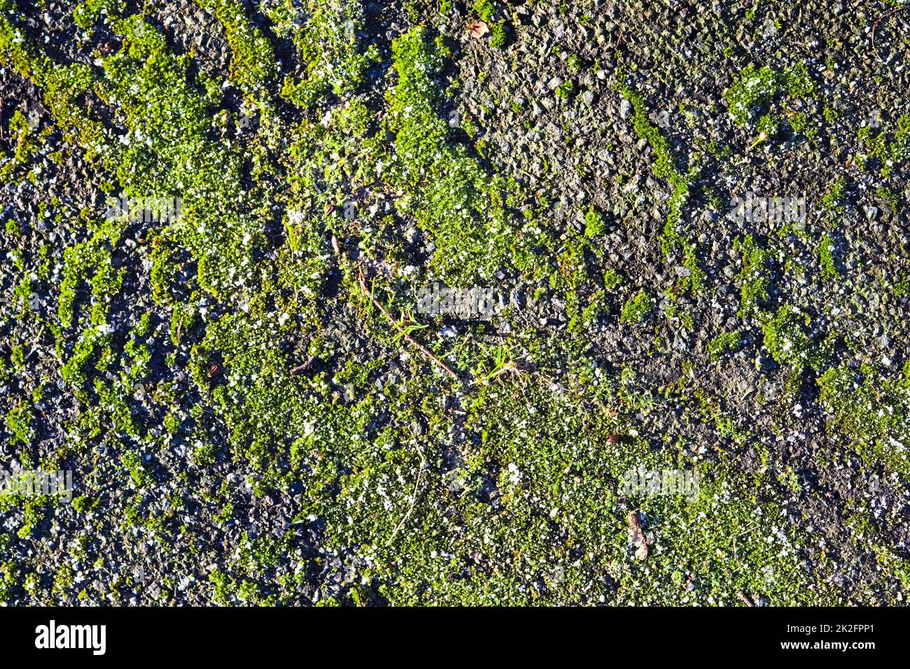 Asphaltfläche mit grünem Moos auf einer Waldstraße. Stockfoto