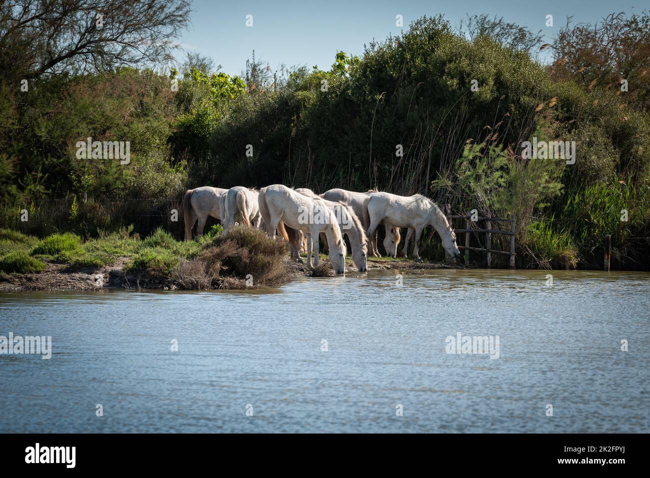 Weiße Pferde in Camargue, Frankreich. Stockfoto