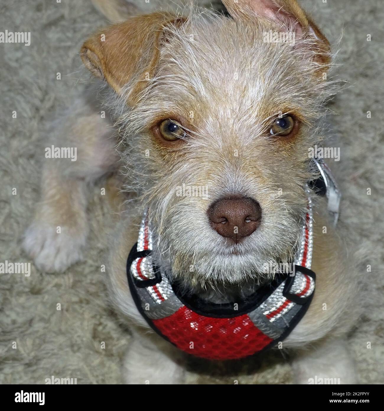 Porträt einer 13 Wochen alten Welpen-Terrier-Mischung Stockfoto