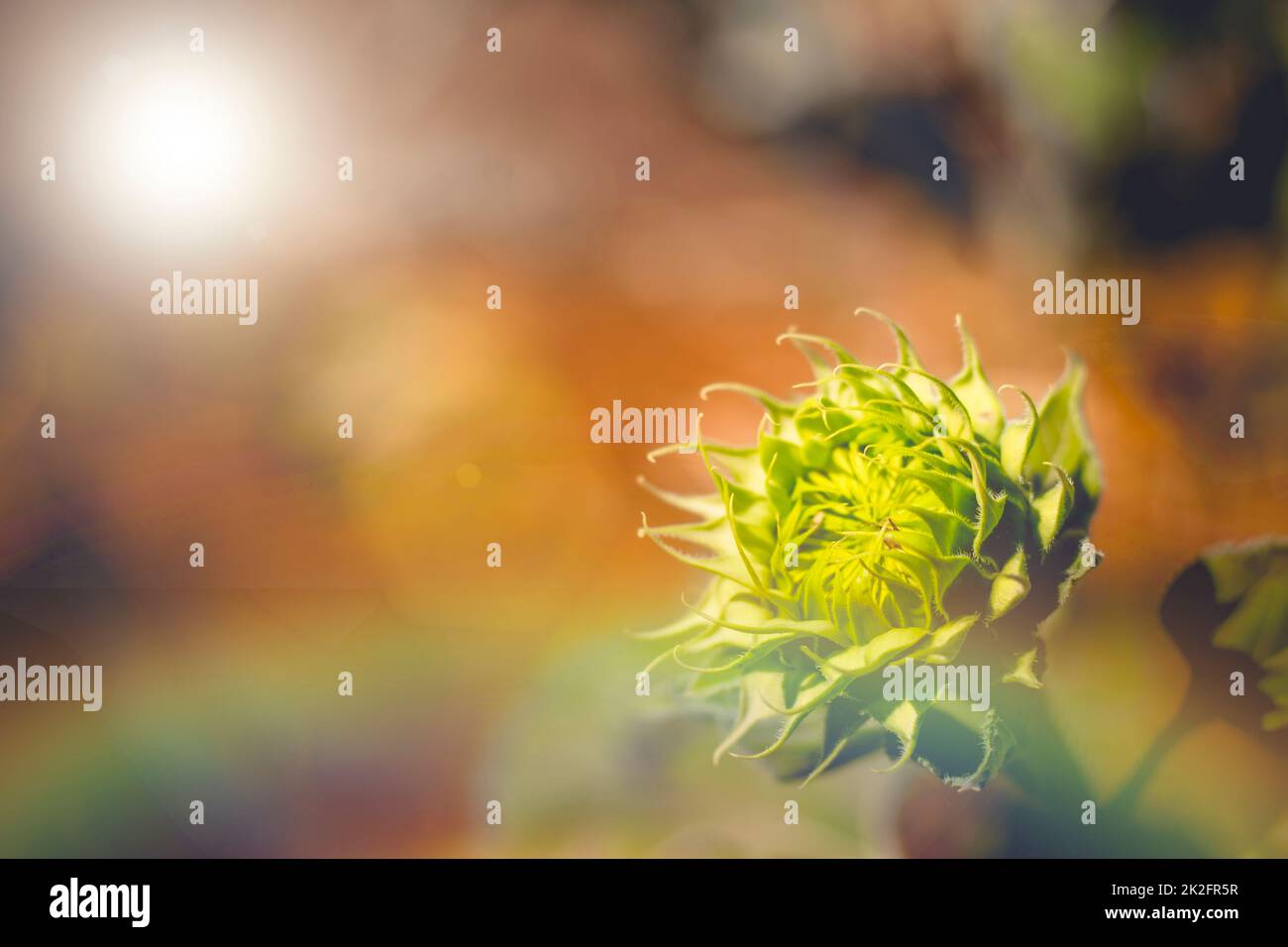 Weicher Fokus der lebendigen Sonnenblume Bud weiches Licht hell in Morgen Stockfoto