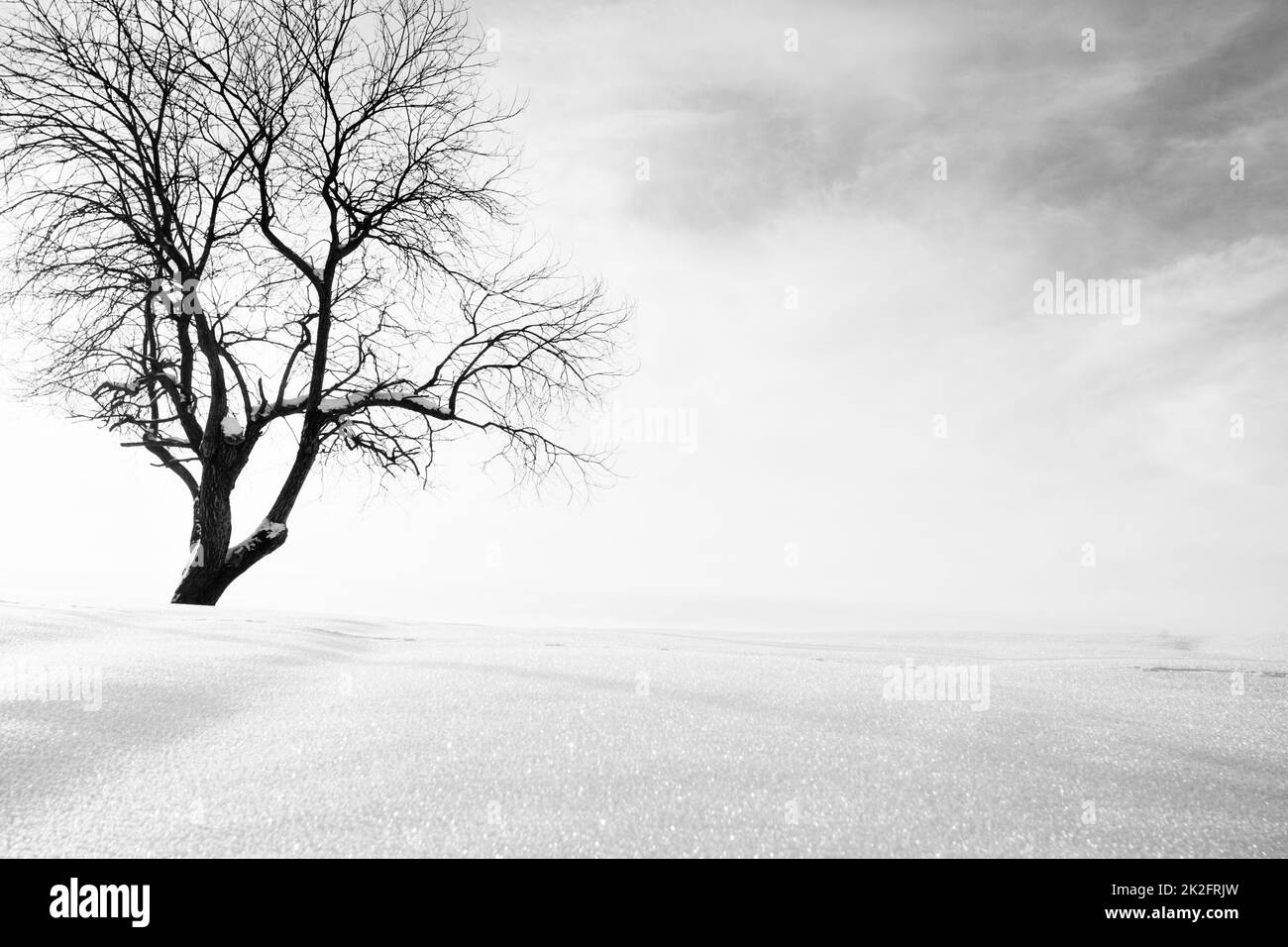 Winterlandschaft, einsame Bäume und Schnee. Digital verändert. Stockfoto