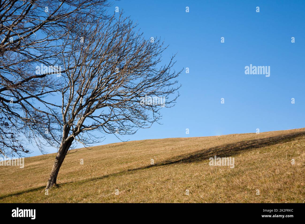 Isolierte Bäume am blauen Himmel. Minimaler Naturhintergrund. Stockfoto