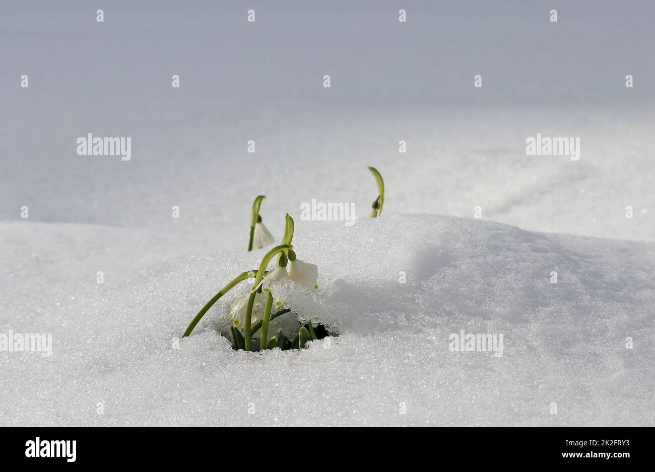 Schneefall im Frühling. Marigold auf der Wiese unter kaltem Schnee Stockfoto
