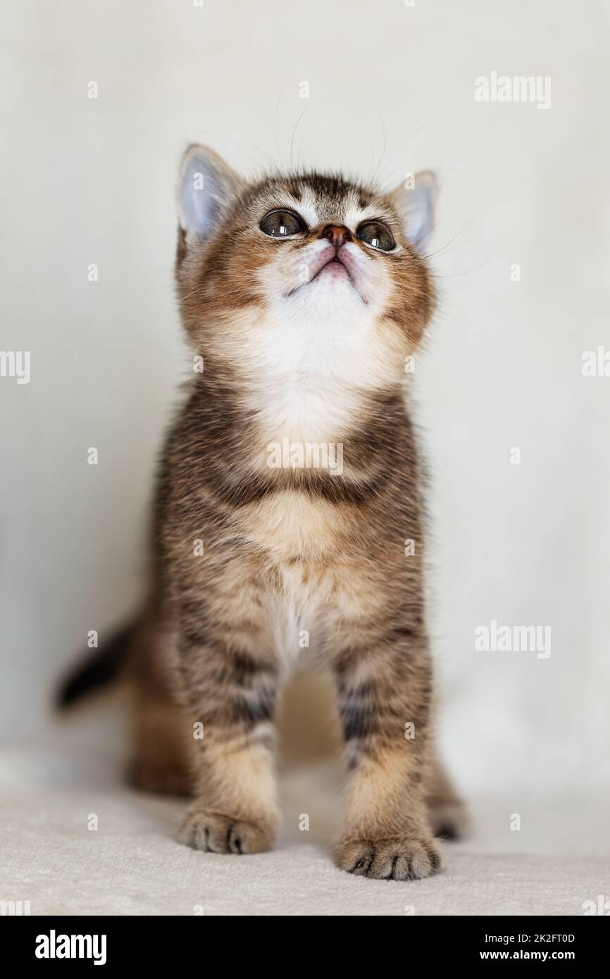 Goldene Chinchilla-Katze im Jugendalter mit runden grünen Augen Stockfoto