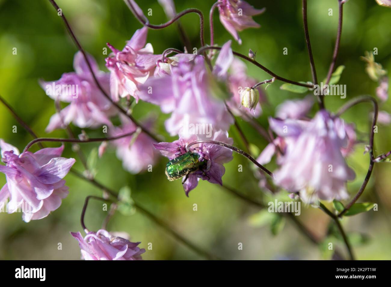 Zwei goldene Rosenkäfer ernähren rosa Blumen Stockfoto