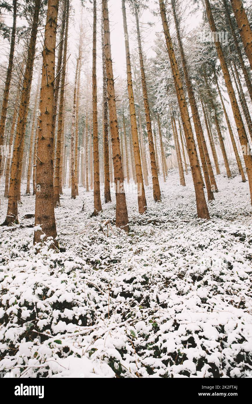 Schneebedeckter Wald, Tannenstämme, Winter in Deutschland frostige Landschaft im Winter, Klima- und Umweltprobleme Stockfoto