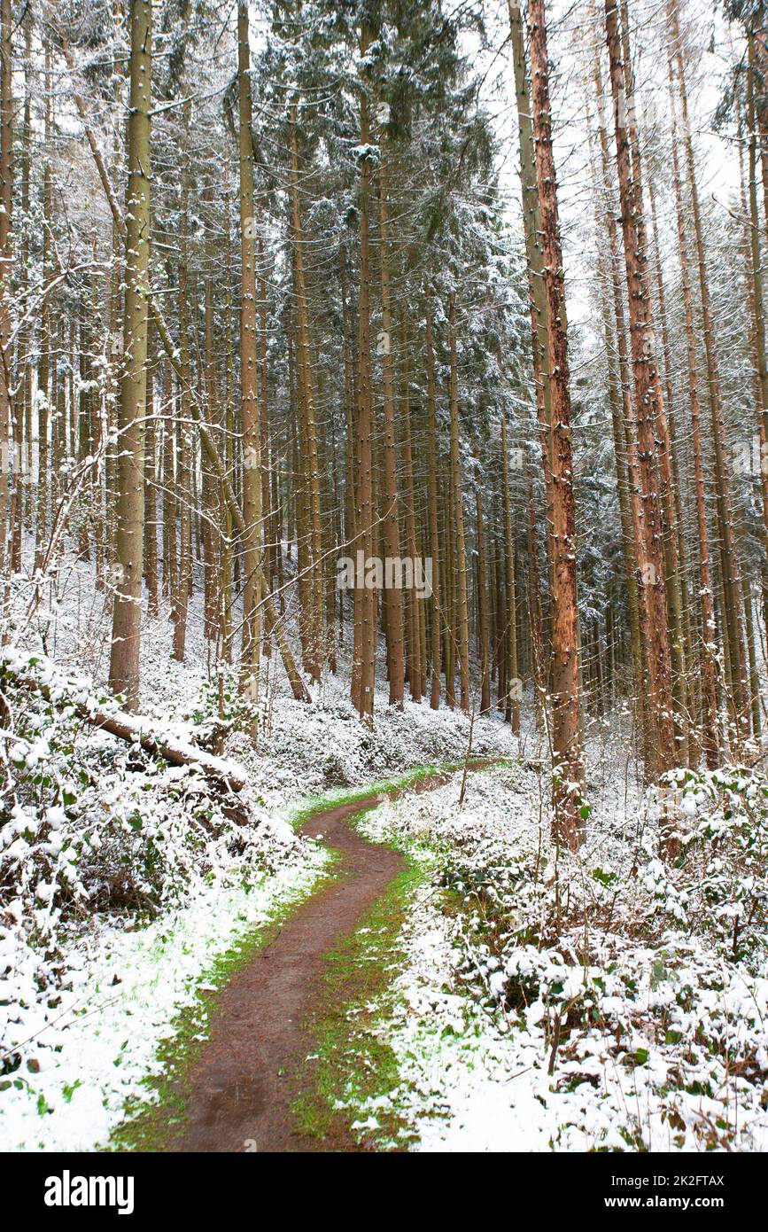 Schneebedeckter Wald, Tannenstämme, Winter in Deutschland frostige Landschaft im Winter, Klima- und Umweltprobleme Stockfoto