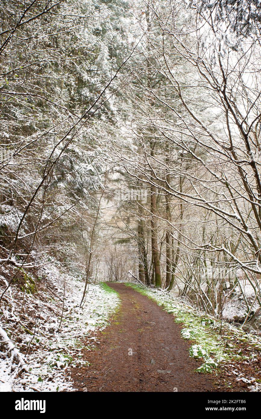 Schneebedeckter Wald, Tannenstämme, Winter in Deutschland frostige Landschaft im Winter, Klima- und Umweltprobleme Stockfoto