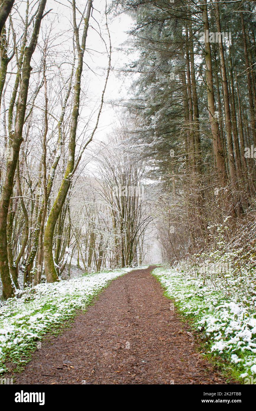 Schneebedeckter Wald, Tannenstämme, Winter in Deutschland frostige Landschaft im Winter, Klima- und Umweltprobleme Stockfoto