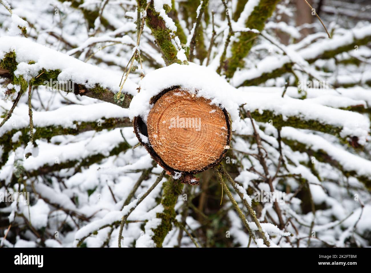 Gehackter Baum von einem Ranger, Holzindustrie, Umweltdiskussion, erneuerbare Energien, Waldszene, Stürmisches Wetter im Wald Stockfoto