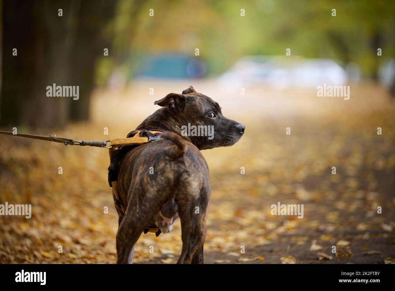American Pit Bull Terrier Hund an der Leine steht im Herbst Stockfoto