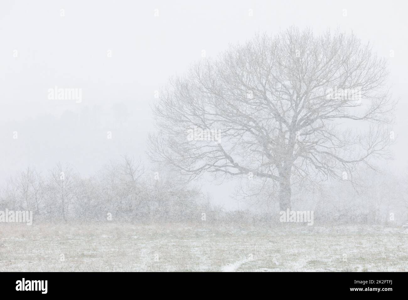 Einzelner Baum in Winterlandschaft, Schneefall Stockfoto