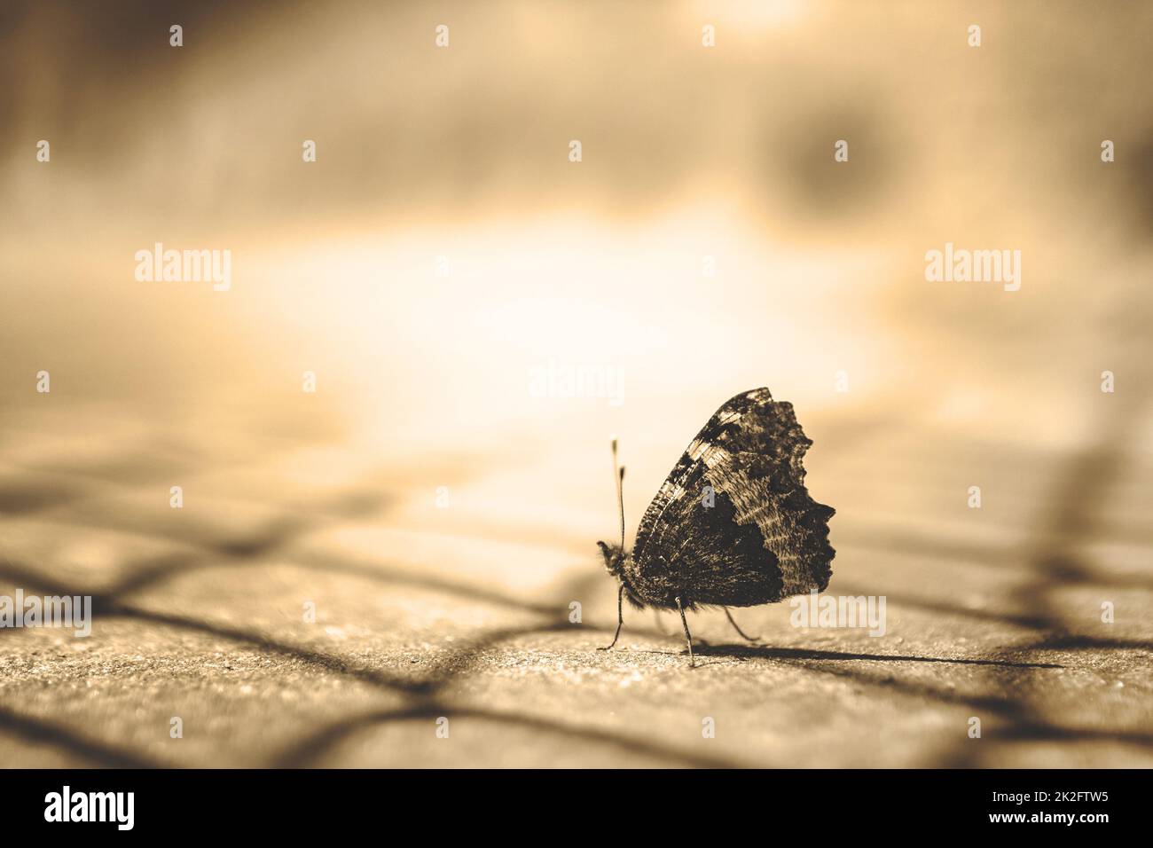 Schmetterling Stockfoto