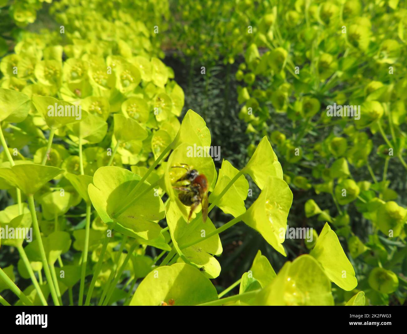 Bunte natürliche grüne Pflanze duftenden Garten Ornament Insekt Stockfoto