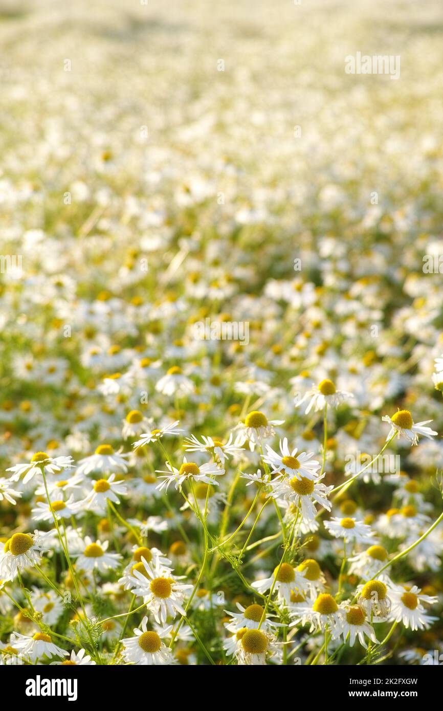 Hübsche Gänseblümchen in der sanften Sonne. Ein Feld von weißen Blüten in voller Blüte. Stockfoto