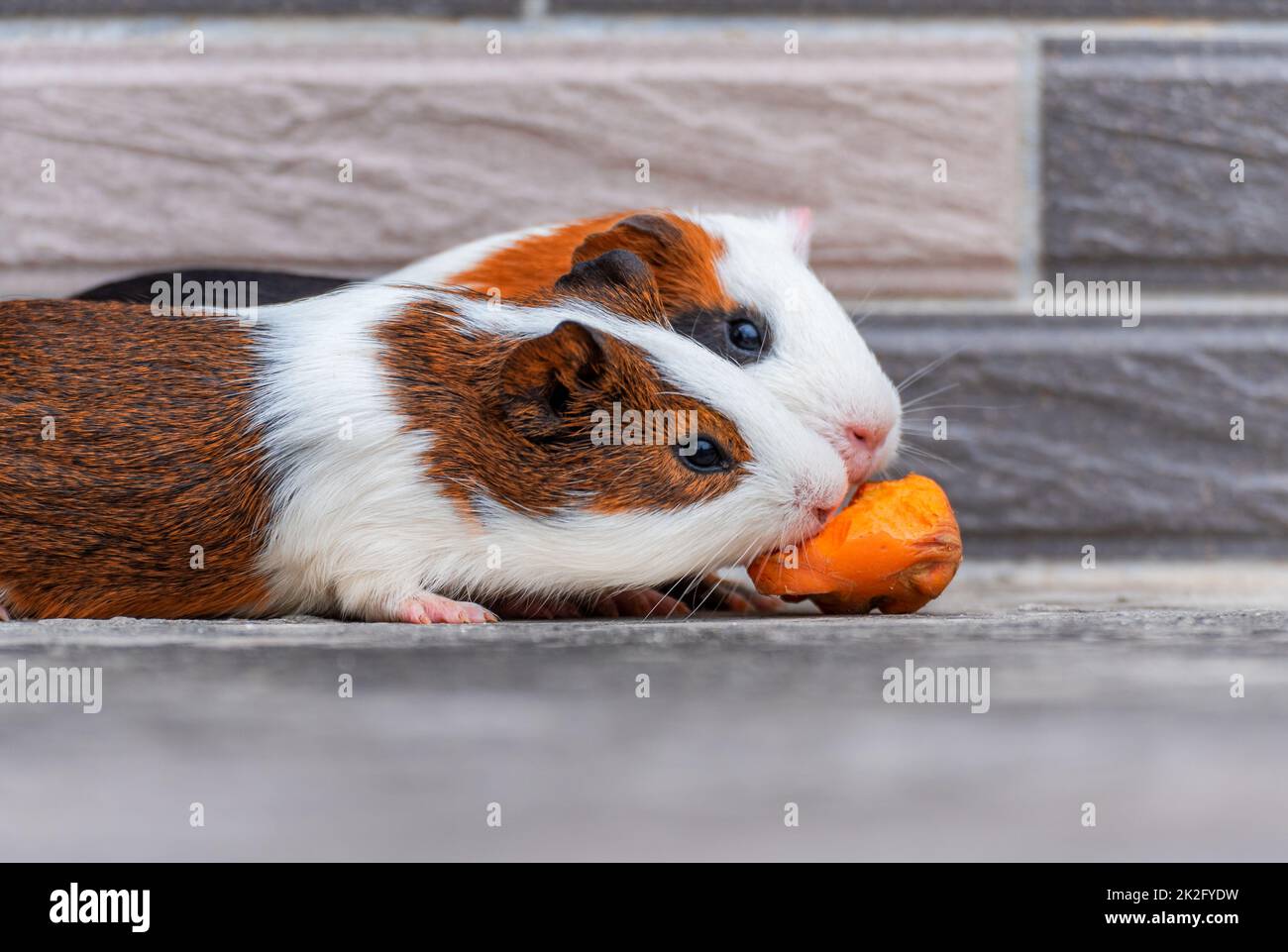 Meerschweinchen essen Karotten in der Ecke Stockfoto