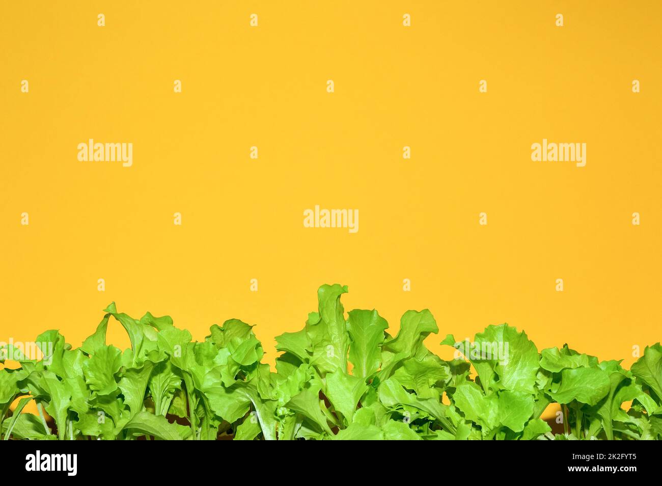 Grüne Salatblätter auf gelbem Hintergrund mit Platz zum Kopieren. Salatpflanzen wachsen und Anbau für Grünpflanzen. Stockfoto