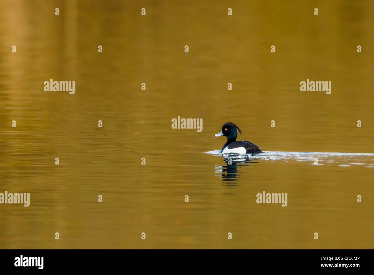 Eine getuftete Ente auf einem Fluss Stockfoto