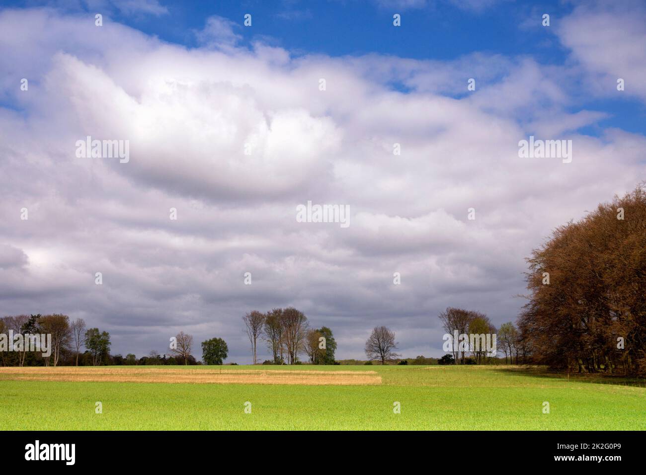 Blick über ein weites Feld umgeben von Bäumen in der Nähe von Ootmarsum Stockfoto