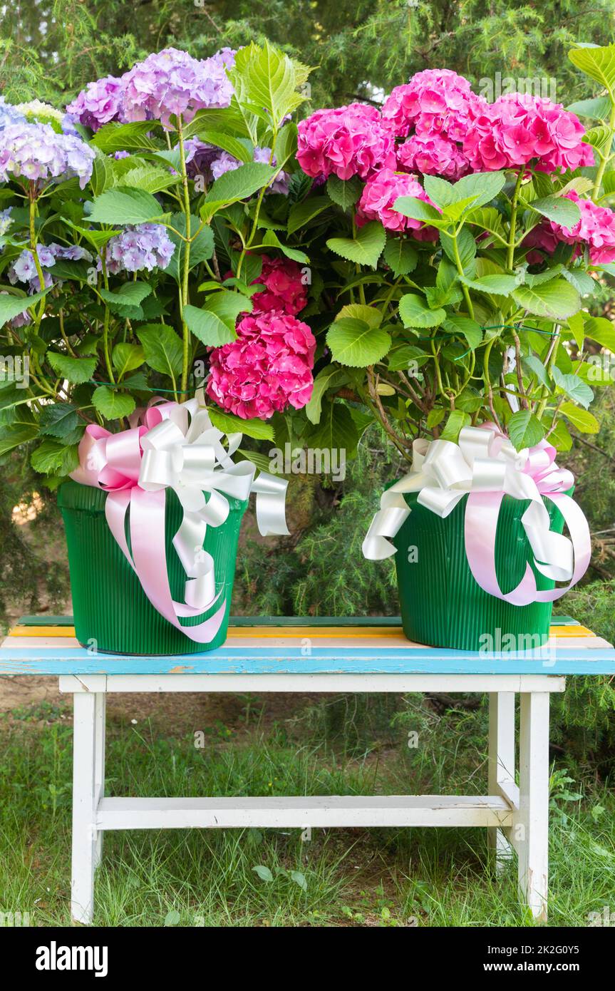 Ortensia Blumen - Hydrangea - als Dekorationsgarten. Romantisches und zartes Geschenk. Stockfoto