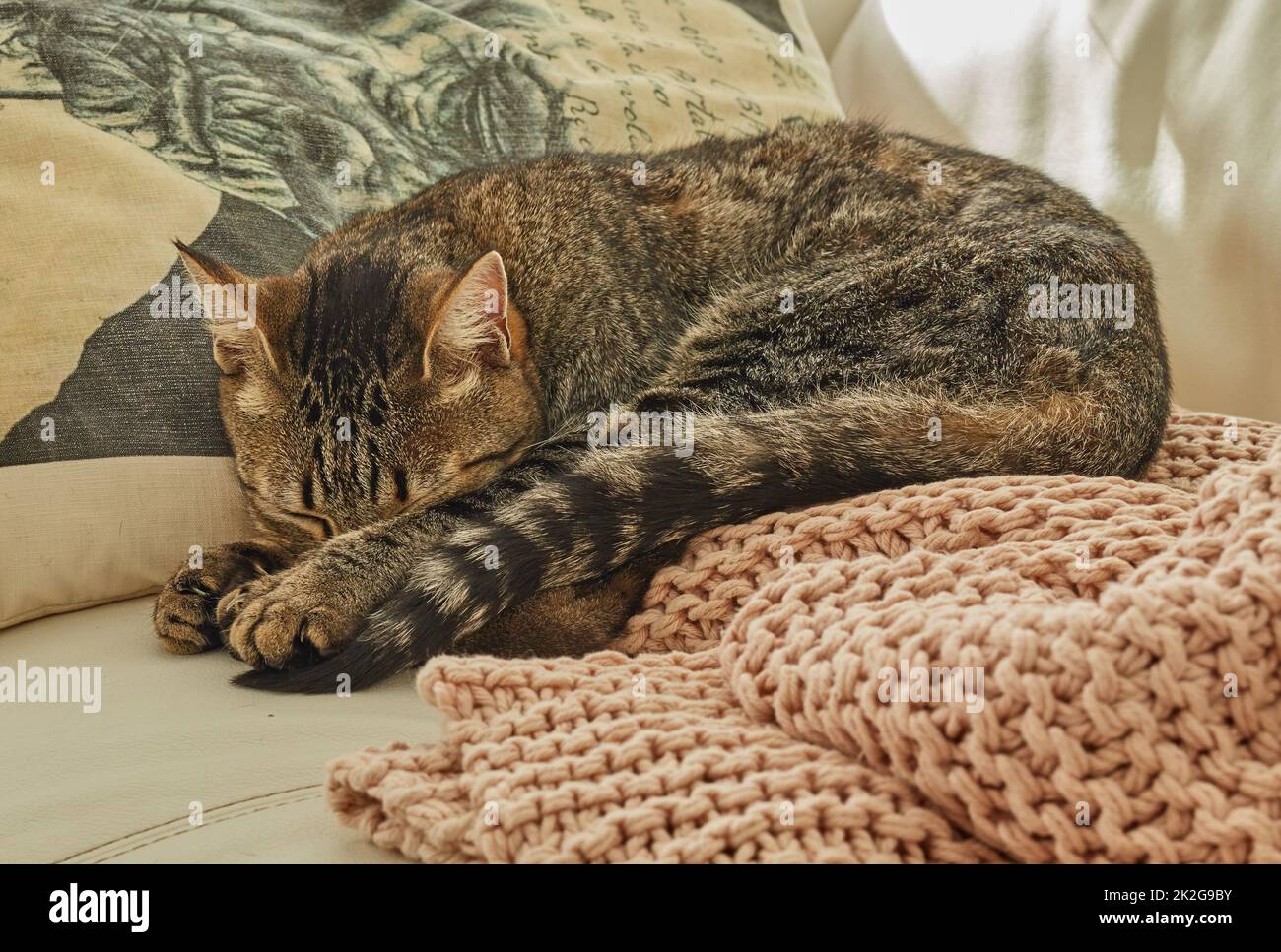 Das Katzenleben von seiner besten Seite. Eine Serie von Fotos einer layback Katze. Stockfoto