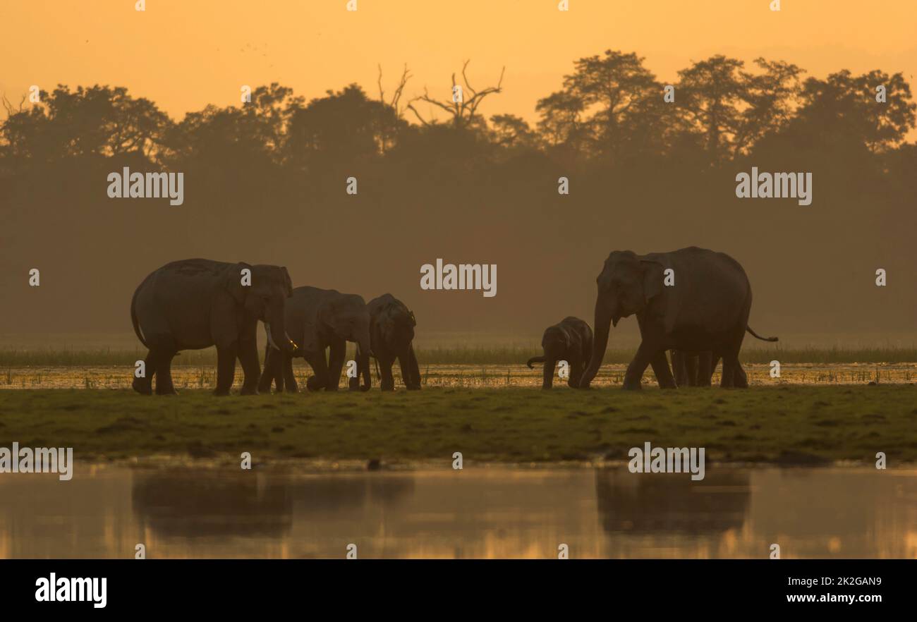 Elefanten in der Dämmerung Stockfoto