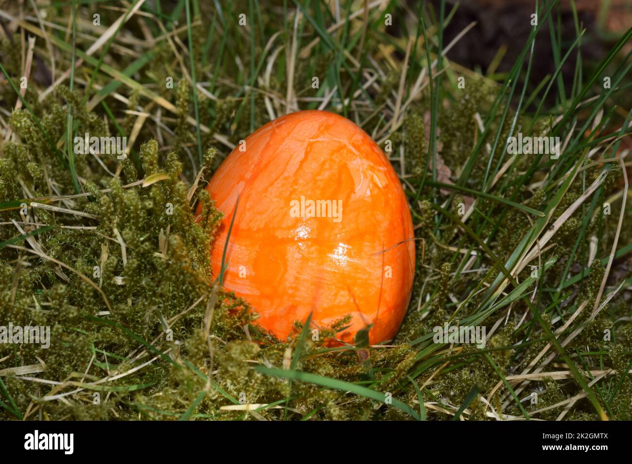 Orangefarbenes Osterei im moosigen Gras Stockfoto