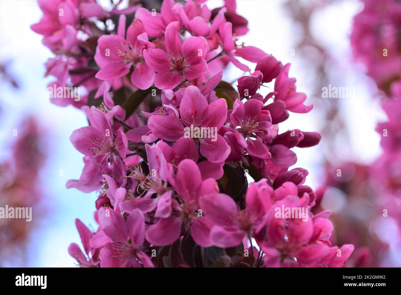 Rosa blühender Apfelbaum als Nahaufnahme Stockfoto