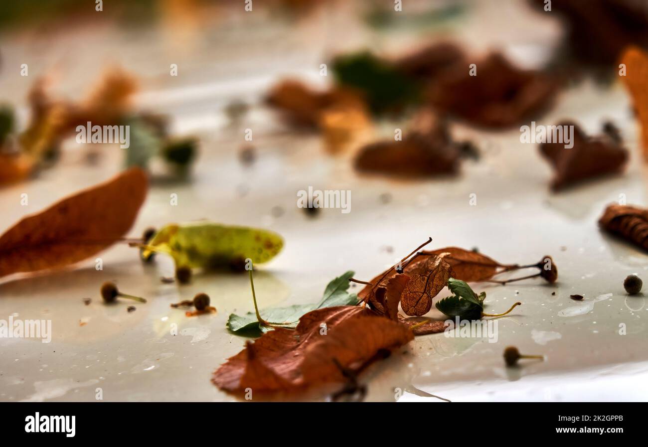 Fallend braune Herbstblätter mit selektivem Fokus liegen auf hellem Boden Stockfoto