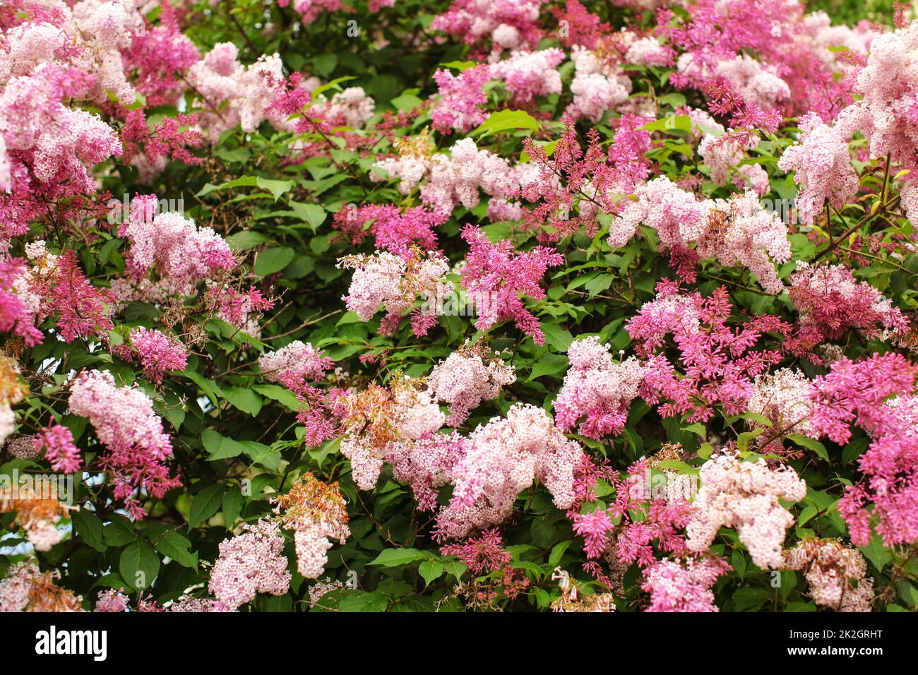 Zwerg koreanischer Flieder (Syringa meyeri) rosa und lila Blumen und grüne Blätter auf kleinen Busch. Frühling Natur Hintergrund. Stockfoto