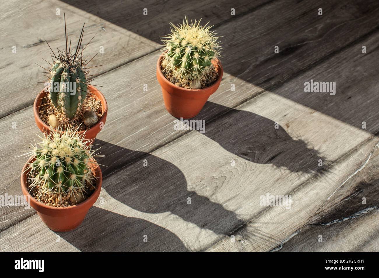Kleine Kaktus Pflanzen in Kübeln, auf grau Holz Schreibtisch, werfen lange Schatten Licht der Morgensonne. Stockfoto