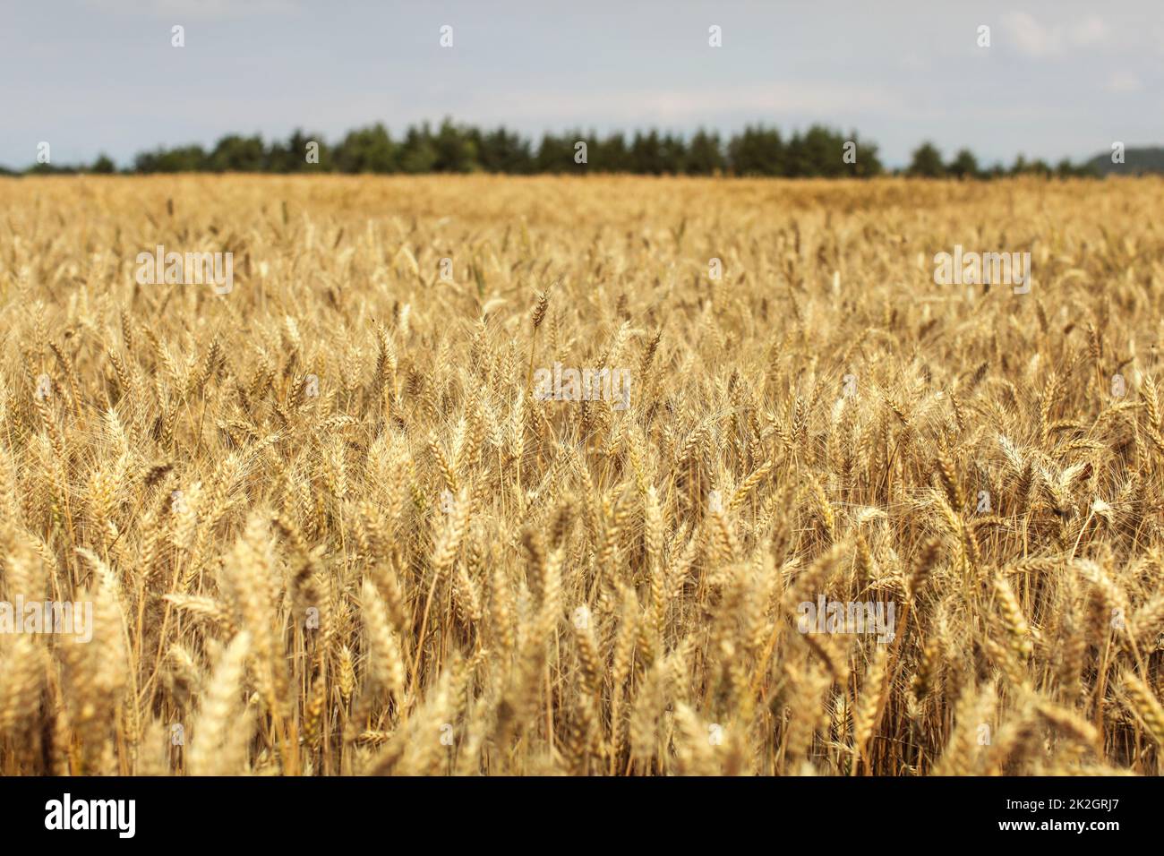 Weizenfeld beleuchtet durch die Nachmittagssonne mit Wald im Hintergrund. Stockfoto