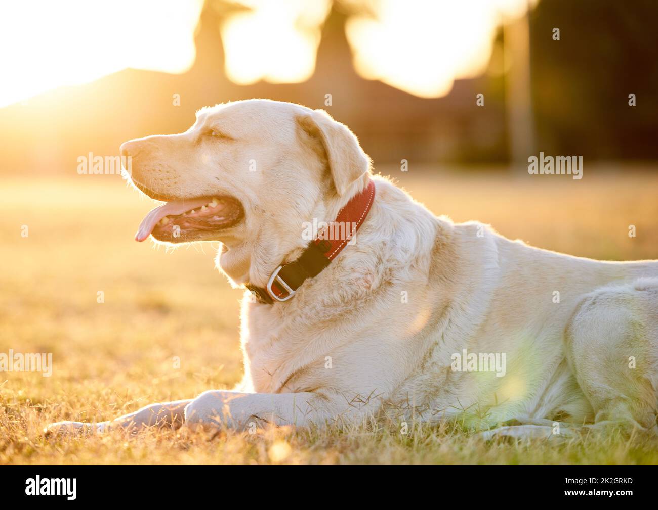 Jeder liebt einen labrador. Aufnahme eines entzückenden Hundes, der sich im Park auf dem Rasen entspannt. Stockfoto