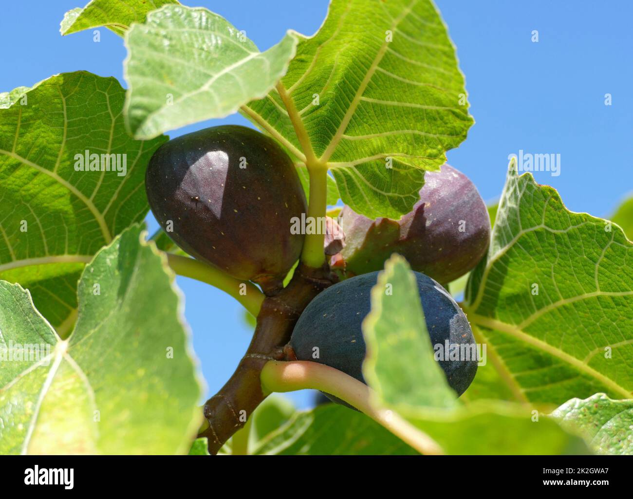 Fig Früchte Stockfoto