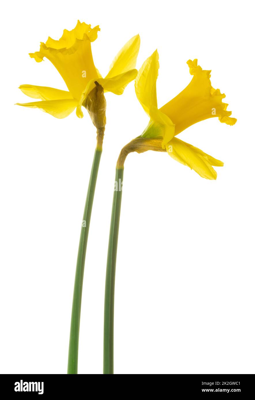 Zwei gelbe Narcissus (Daffodil, Narcissus, Amaryllidaceae), isoliert auf weißem Hintergrund, einschließlich Schnittpfad. Stockfoto