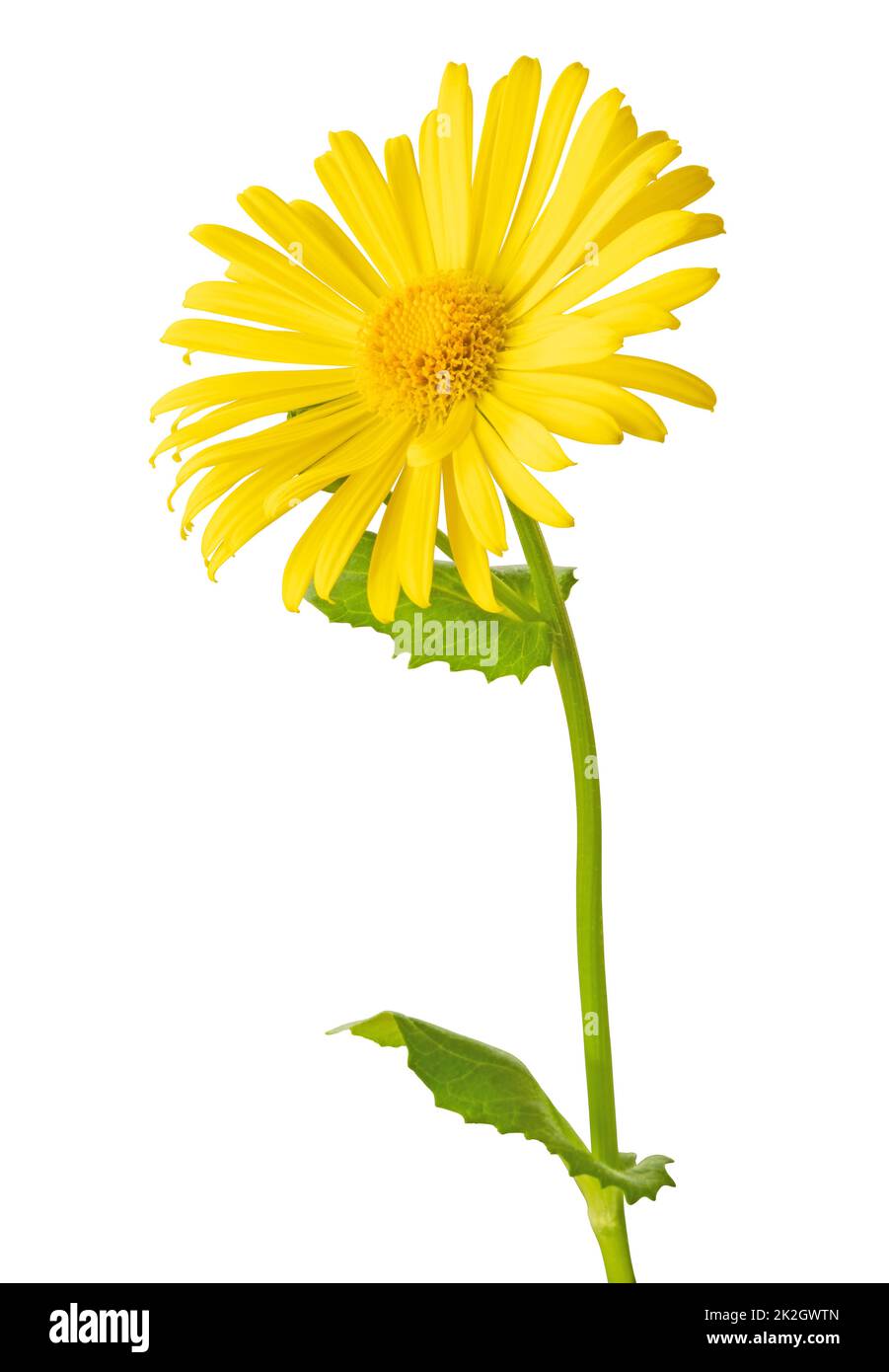 Wunderschöne gelbe Daisy (Marguerite, Doronicum) isoliert auf weißem Hintergrund, einschließlich Schnittpfad. Stockfoto