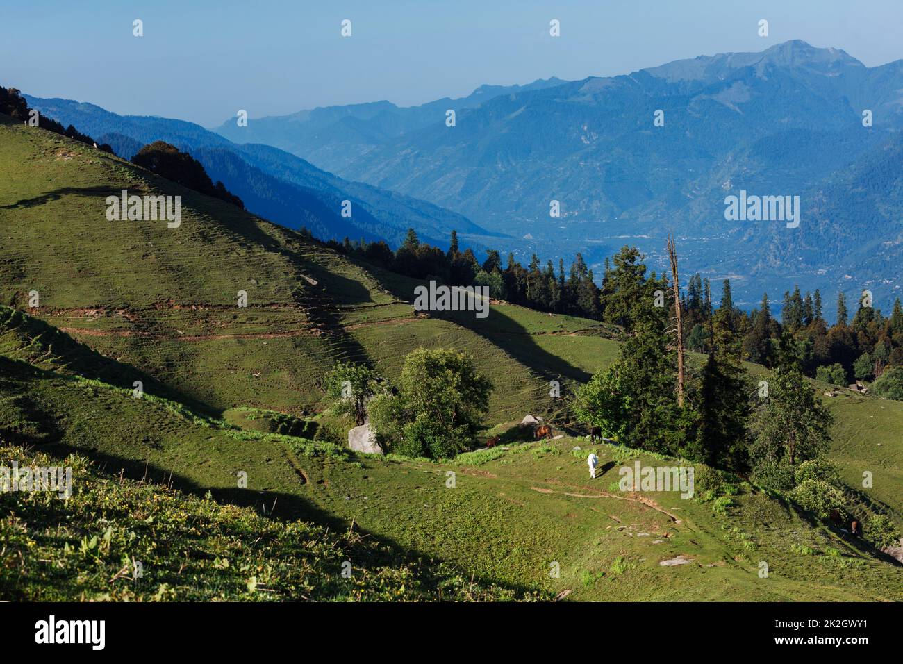 Pferde grasen im Himalaya Gebirge Stockfoto