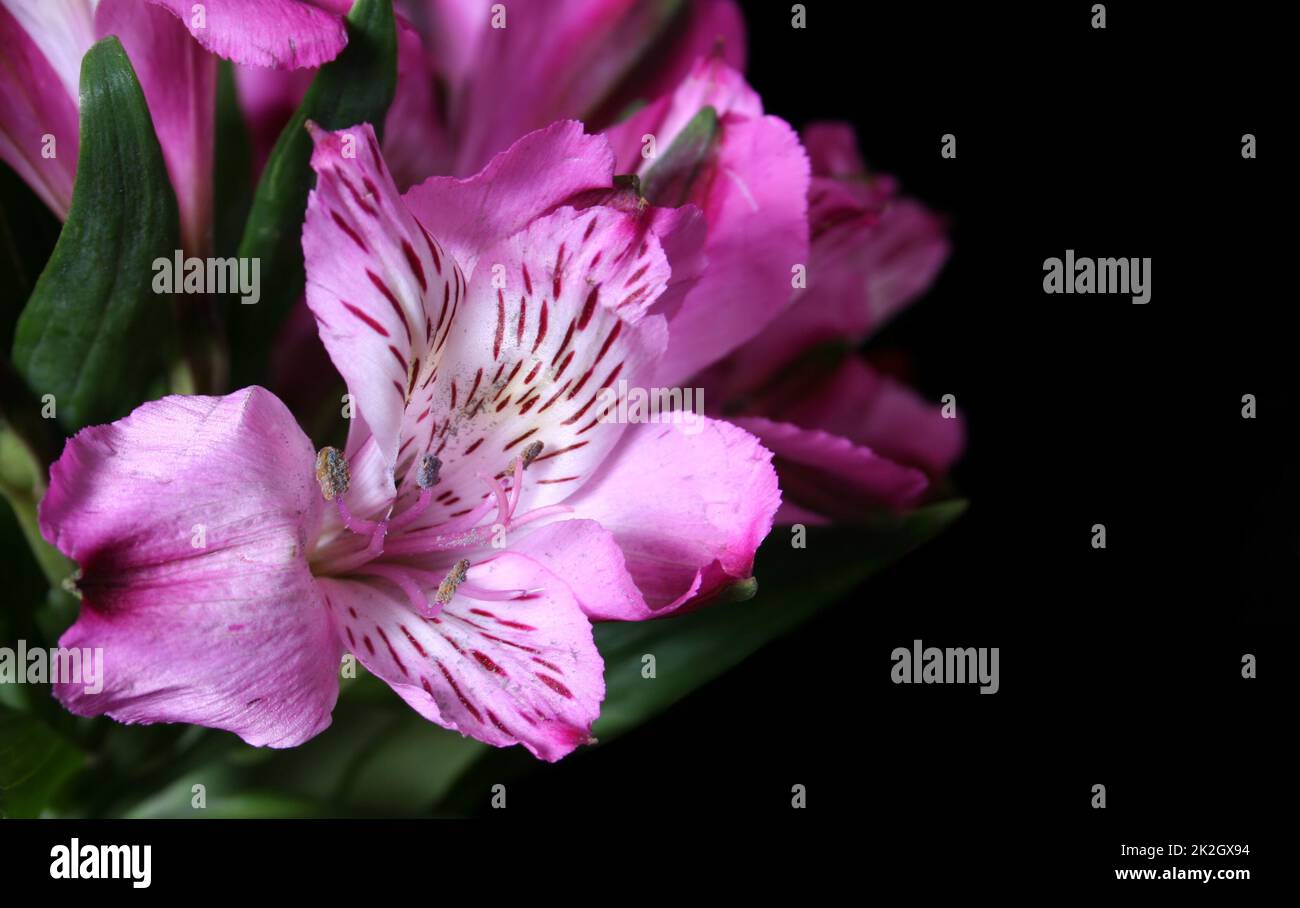 Blumen Lila Blumen auf schwarzem Hintergrund Nahaufnahme Stockfoto